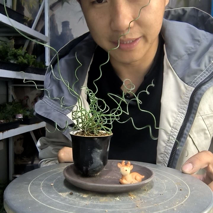 萍*中青园艺一物一拍264