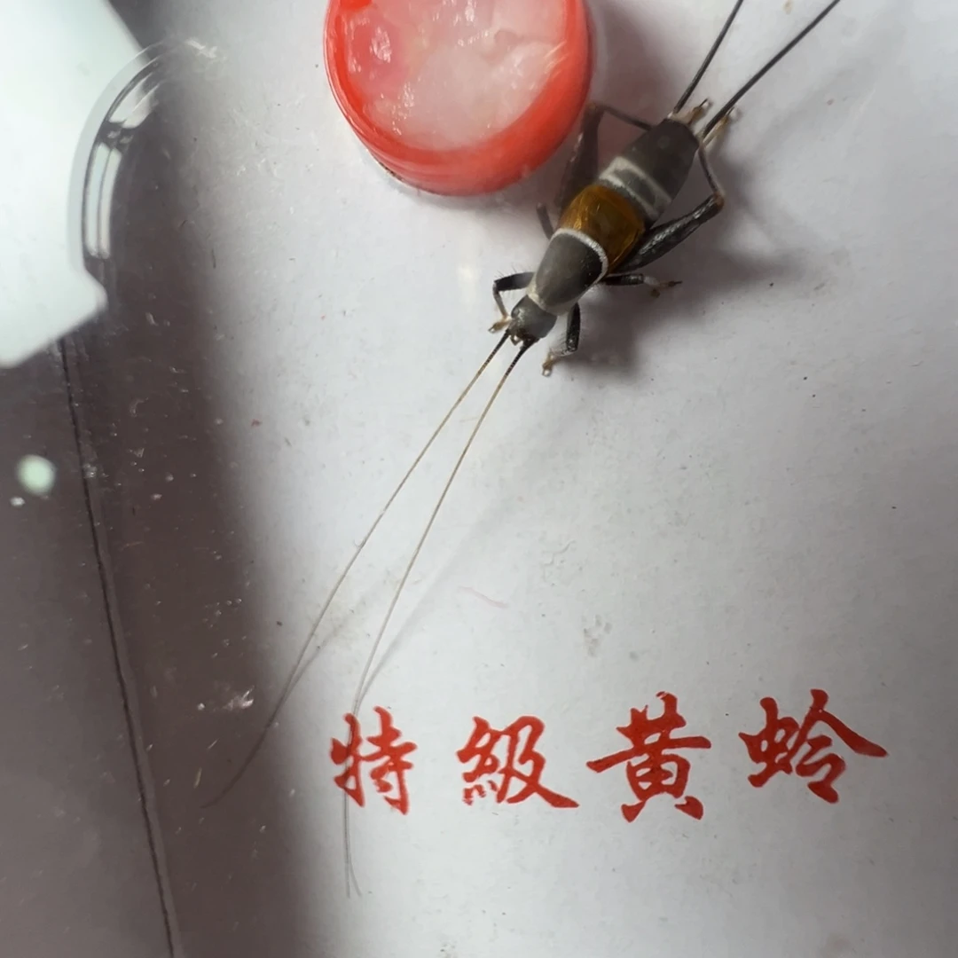 蟋蟀一只山仙子漂亮