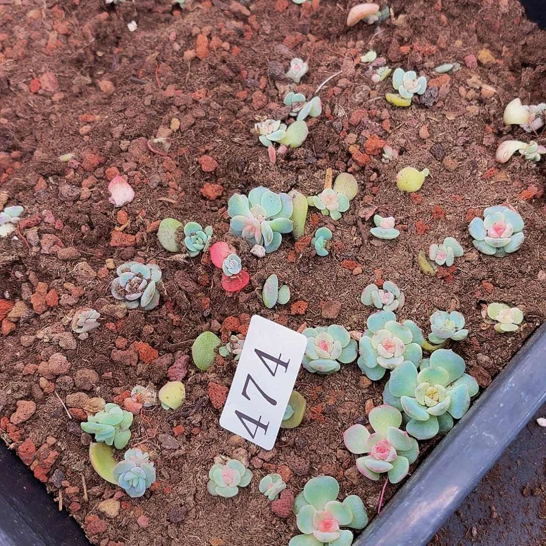 多肉植物多肉植物474