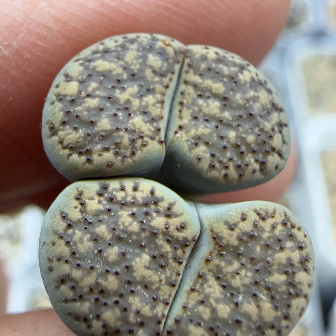 520血点清框福利30包邮