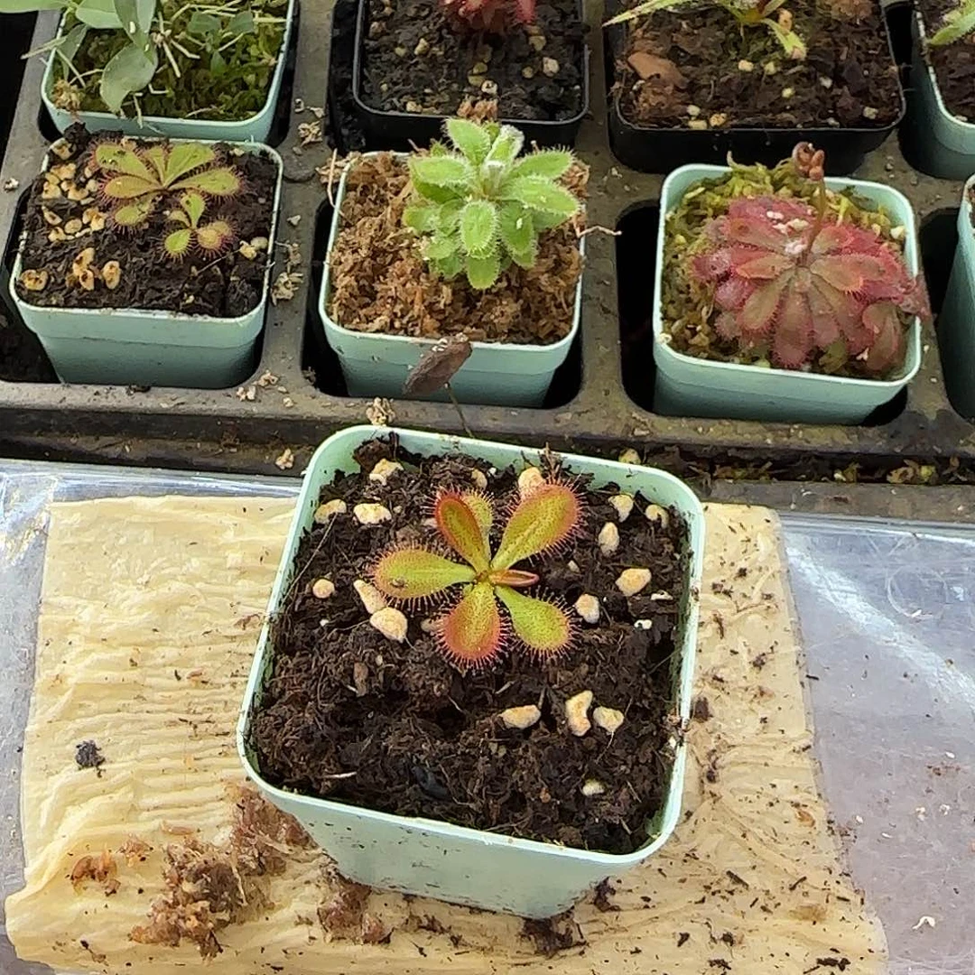 无花朵马格南茅膏菜