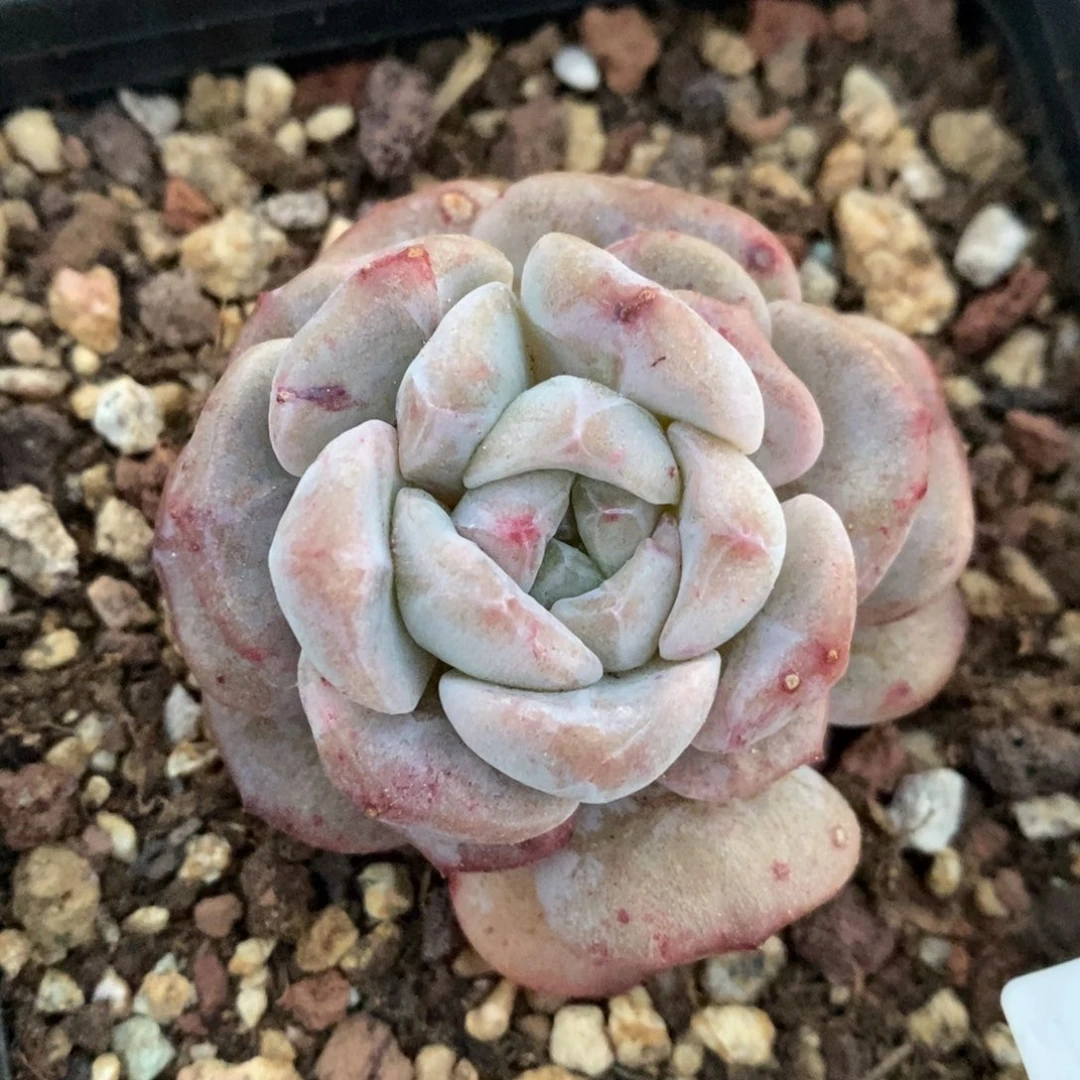 阳春白雪单头石化