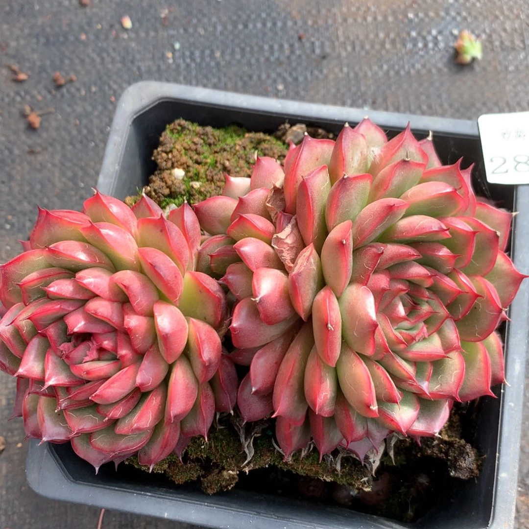 2847杂交多肉植物