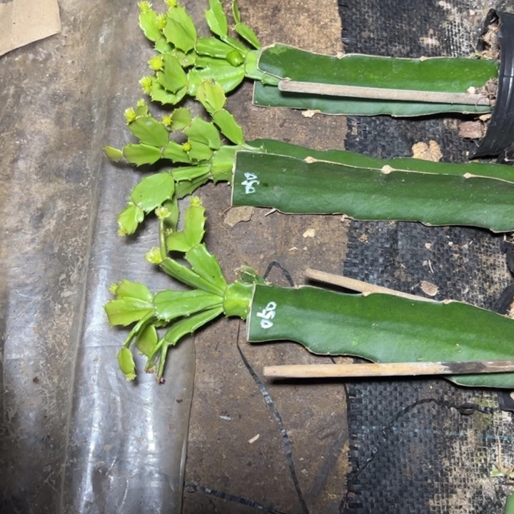 050嫁接多叶片小苗一颗20