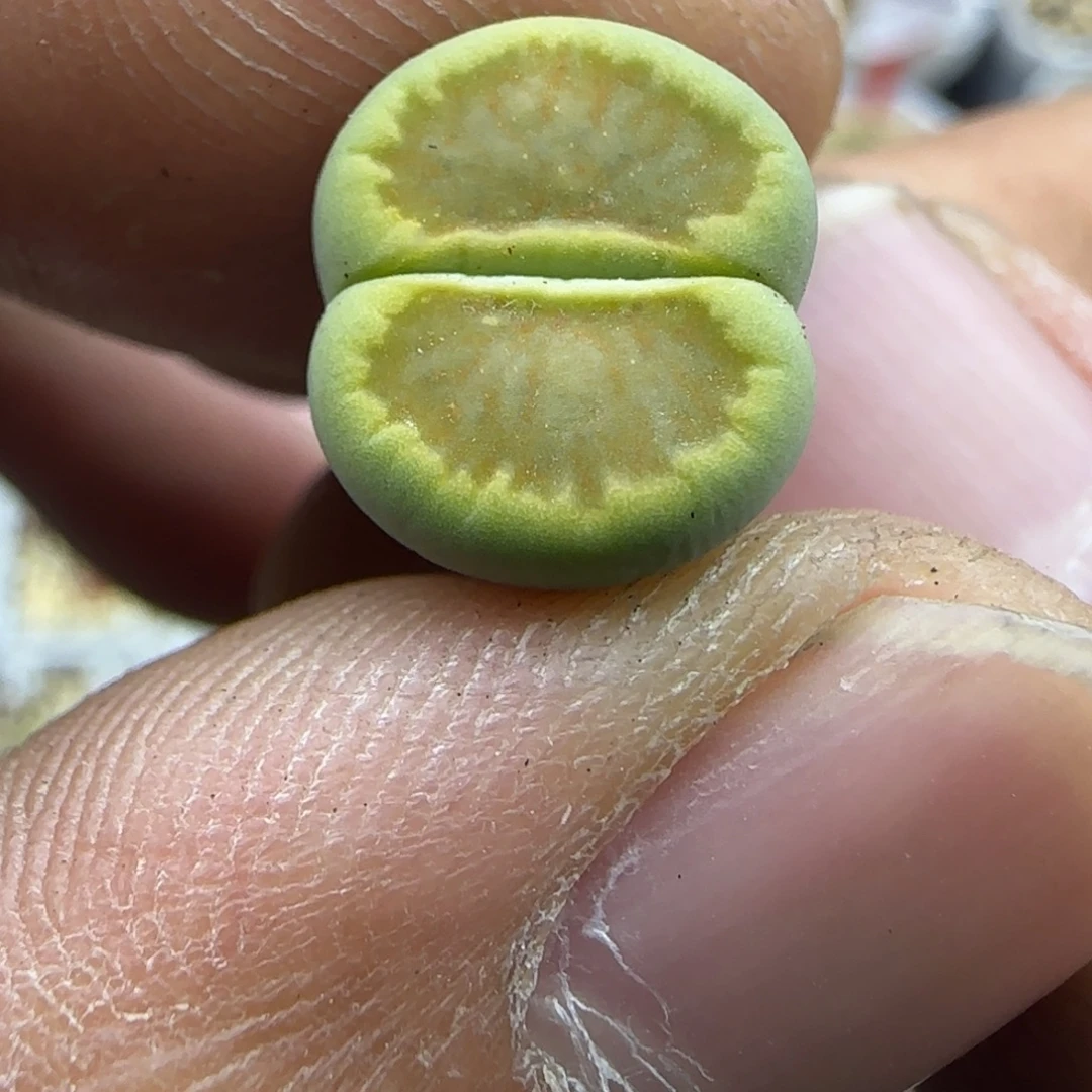 284 生石花大棚直播