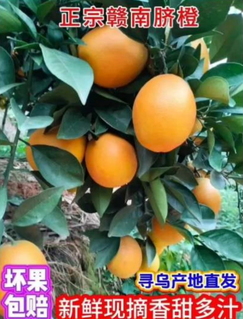 （寻乌）正宗赣南脐橙新鲜采摘原产地直发5~20斤。