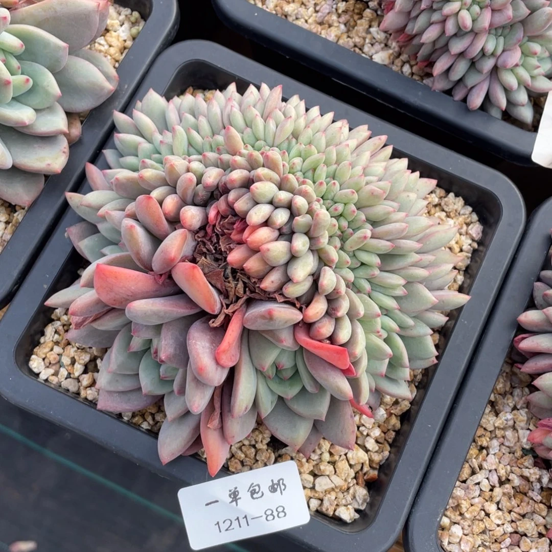 1211-88爱丽儿缀化，，，。，，