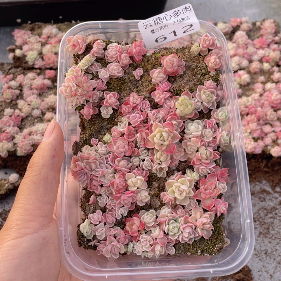 云糖心多肉植物612