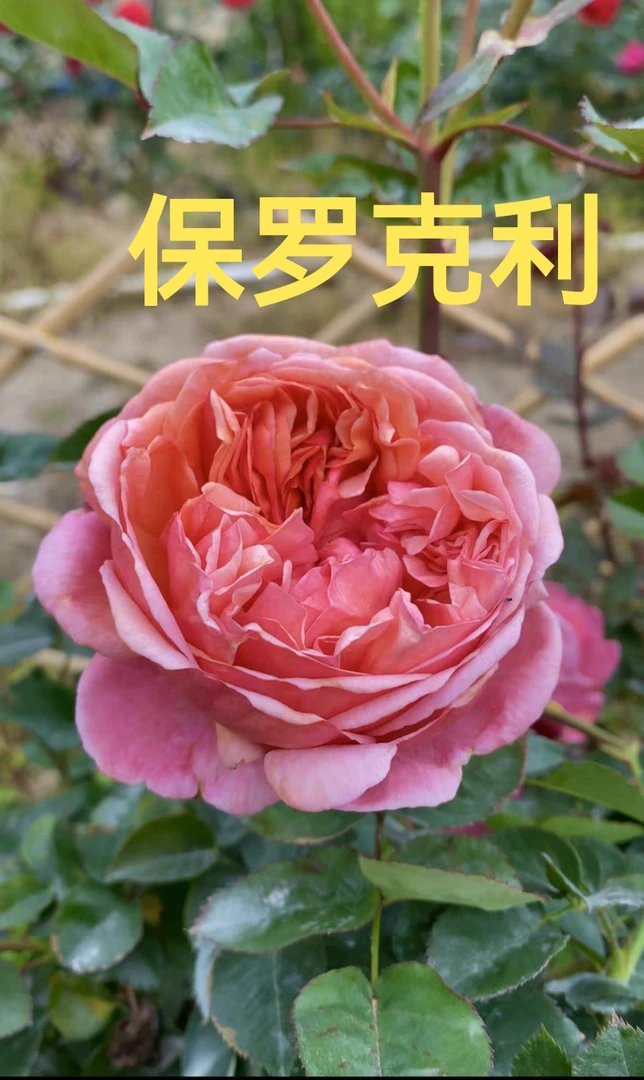 【保罗克利】芊喜花园精选月季强香耐热抗病实生根接露天苗