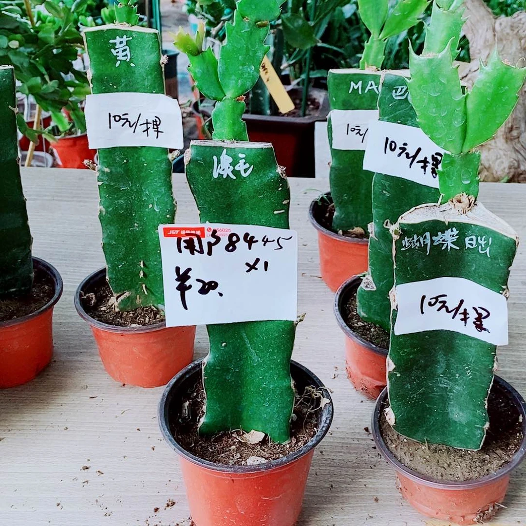 无花朵用****7澳洲红羽毛
