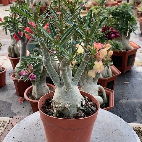 【闪购商品】无花朵天***笑绿植