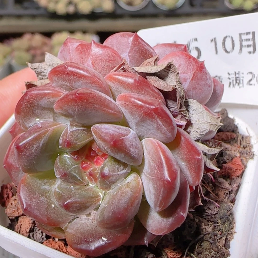 花语逸镜1022-116晴川珍妮