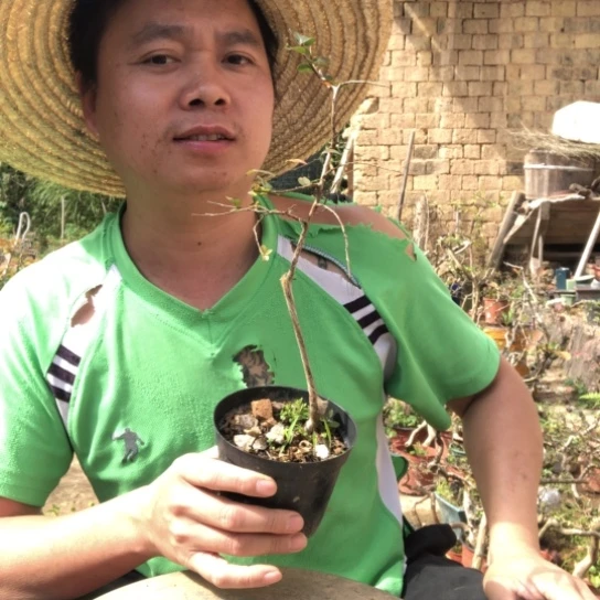 无花朵盆景盆栽植物（不包成活率，不退不换）
