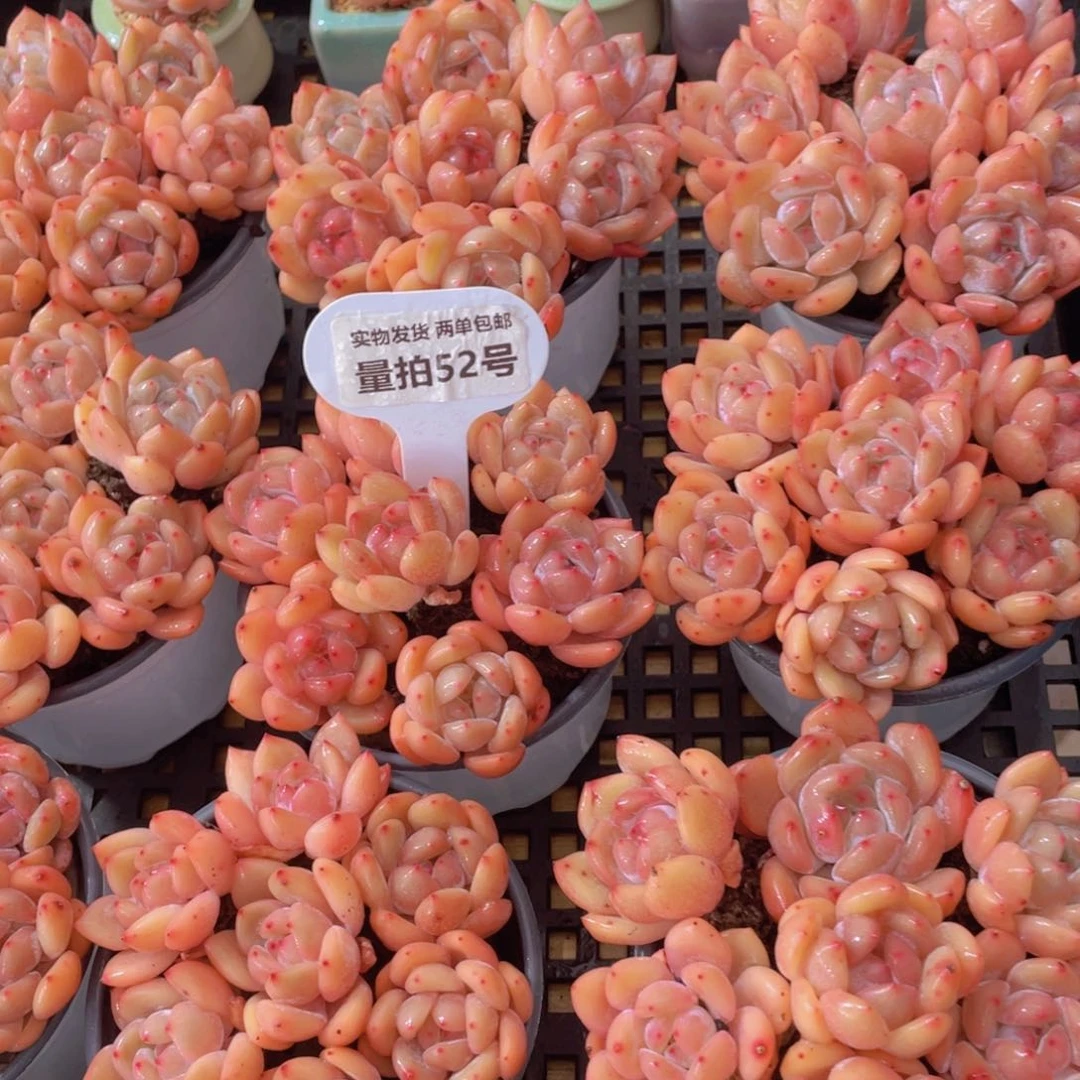 量拍 52号 全状态优选仙女橙单头七个