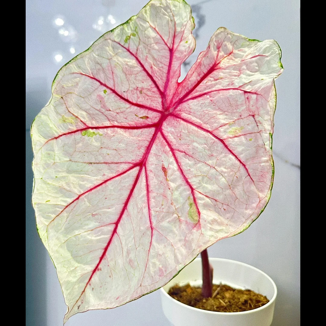 苹果花彩叶芋【叶损不售后】耐热好养盆栽适合阳台客厅室内观赏绿植