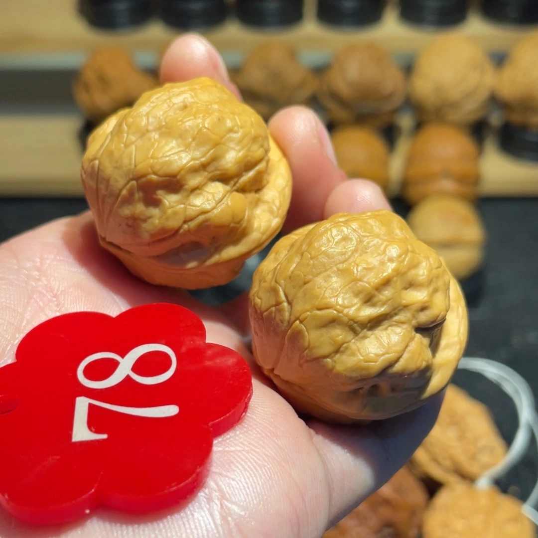 @***s极品金刚鹦鹉核桃32