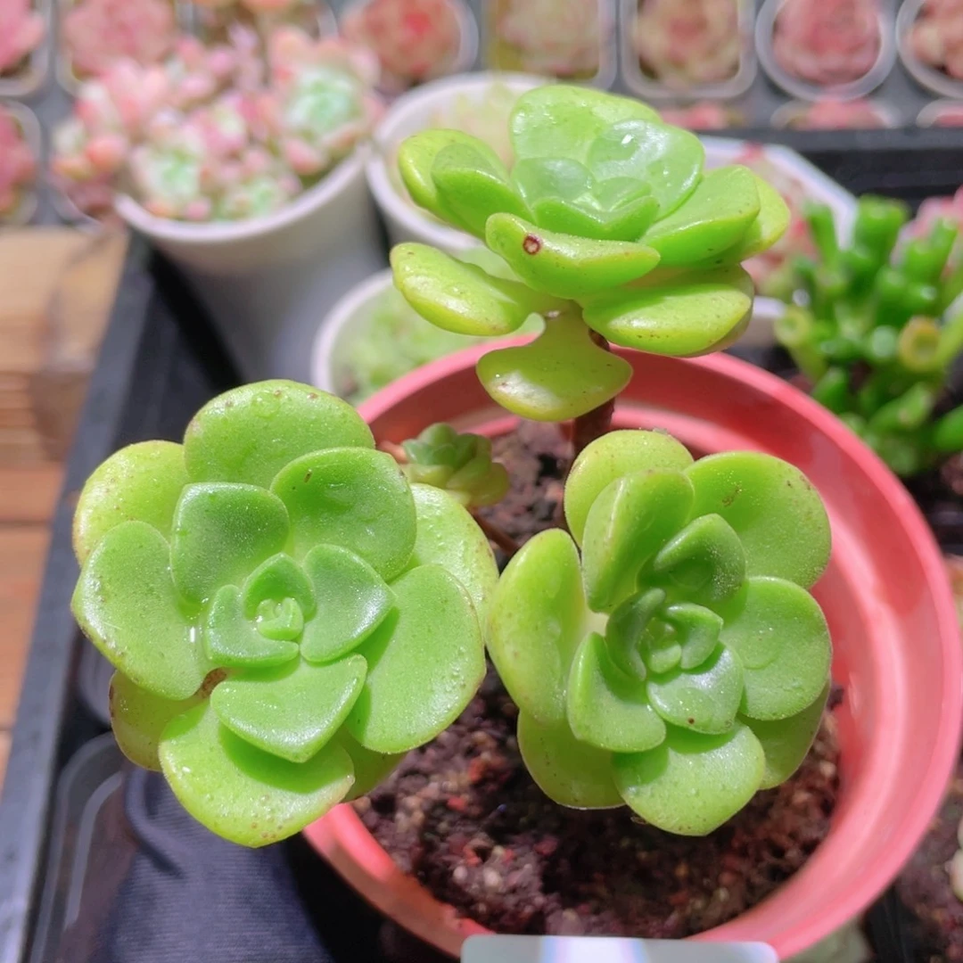 花利美9-543百合莉莉