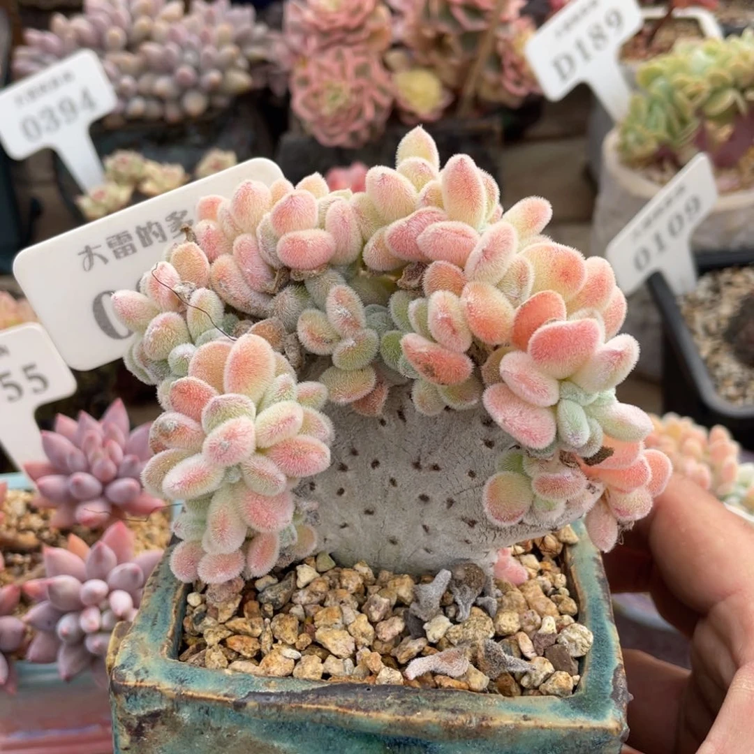 0366雪晃星不带盆10厘米