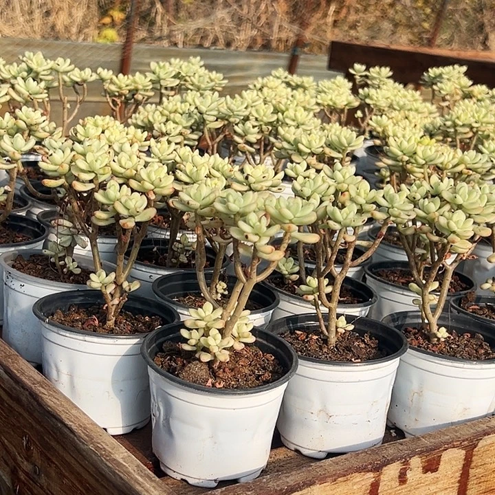 糖果米奇锦   福利多多