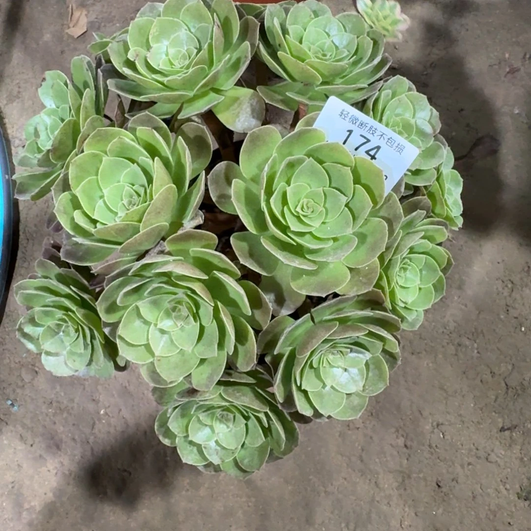 174黑磨多肉植物多肉植物
