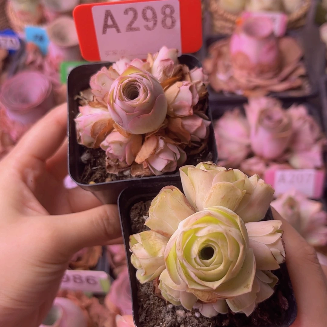 山地玫瑰捧花组合A298