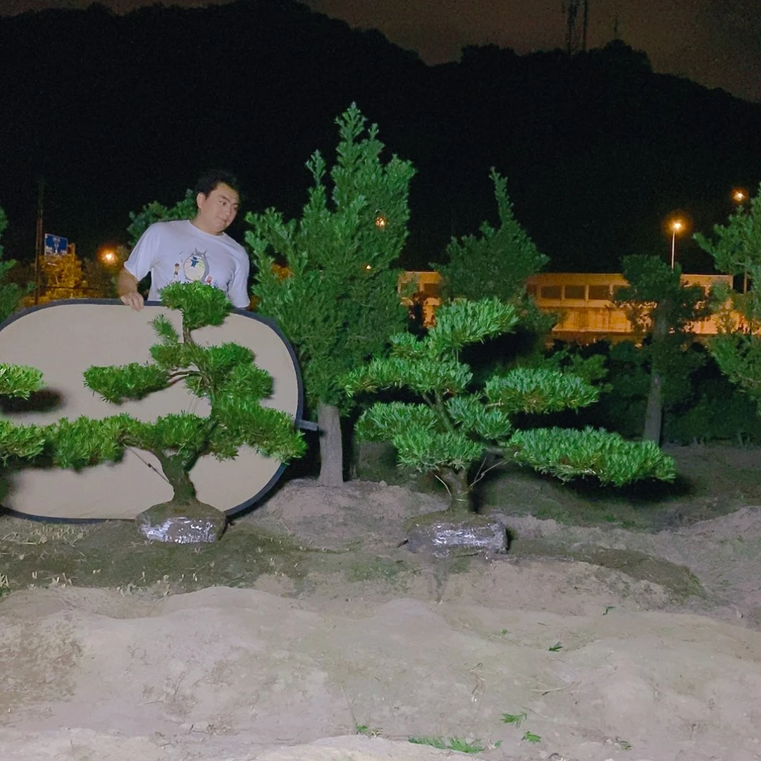 直播间罗汉松1000/2颗