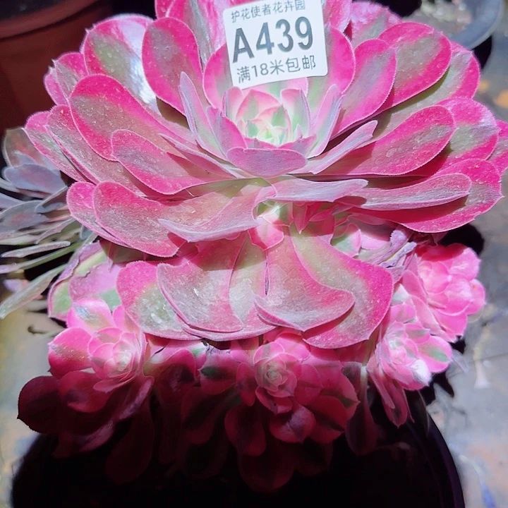多肉法师淘宝福利