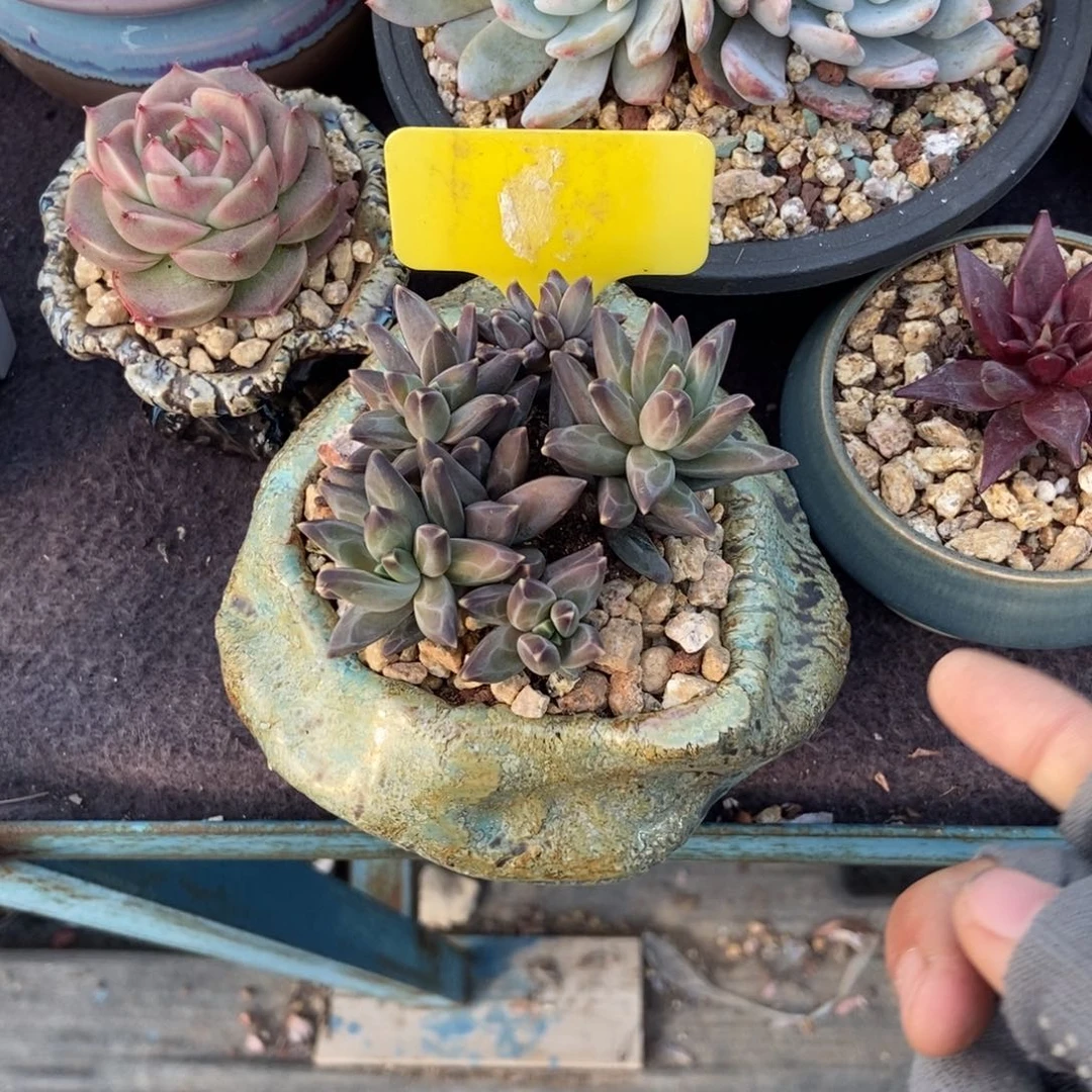 你**日多肉植物原是乌拉克拉