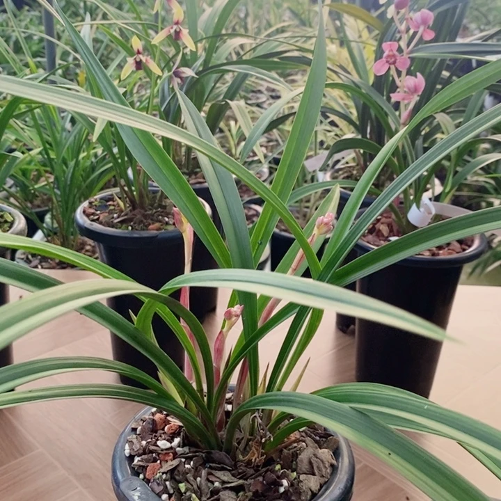 森***场完全开放红荷好看