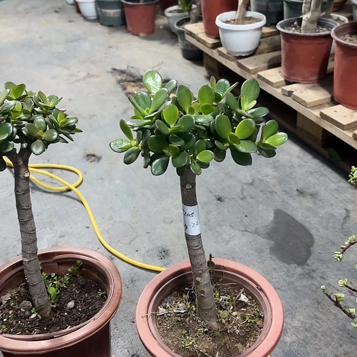 三***爷当前无花栽培后可以开花姬红花月22