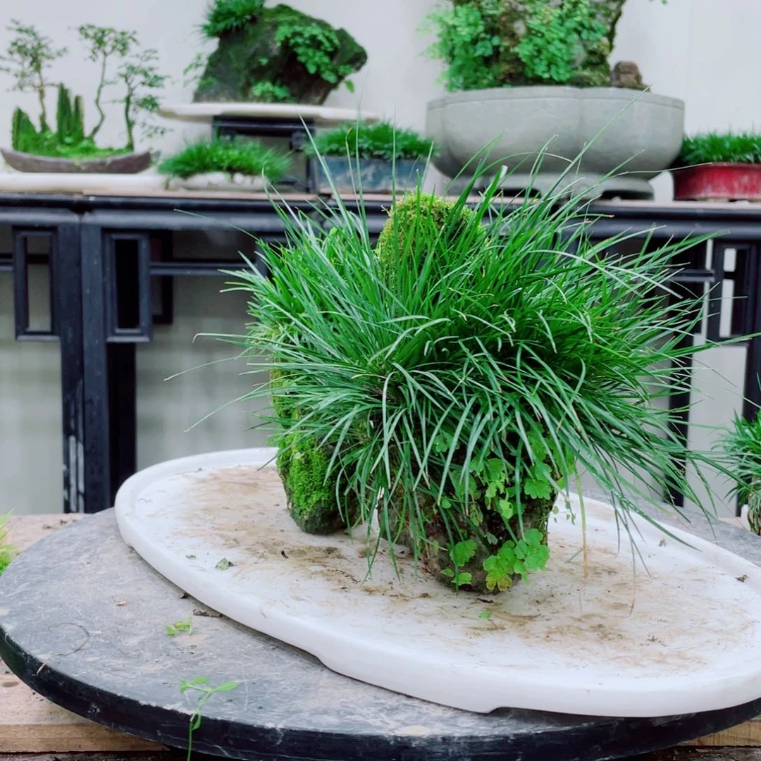 无铅玻璃惊**瞥铁线蕨的一个分支叫做金三角