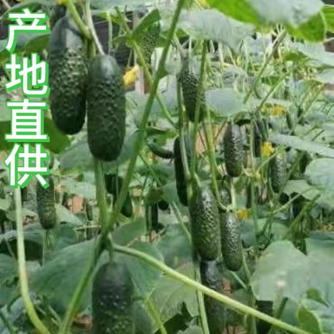 玛莎黄瓜旱黄瓜水果小黄瓜新鲜生吃腌制酸黄瓜自然熟玛莎小黄瓜