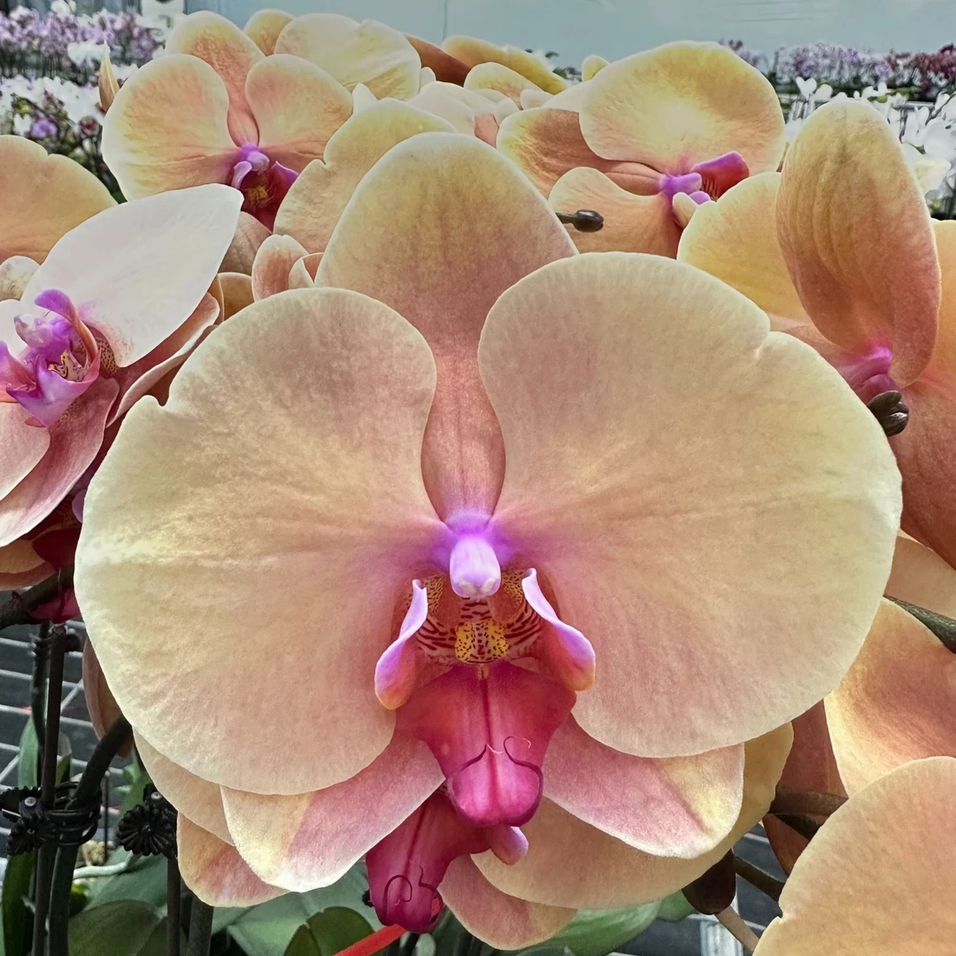 雅蝶兰选 （蝴蝶兰77度糖+仙桃+水墨江南带花带花苞）开花珠发货