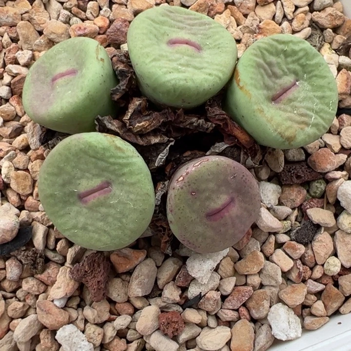 中型红嘴母本一物一拍