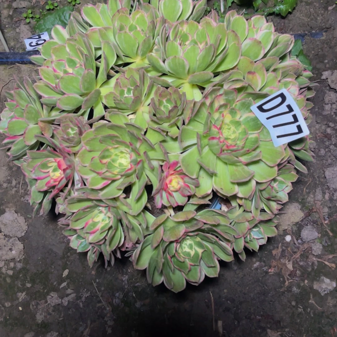 母本海燕16///3包邮