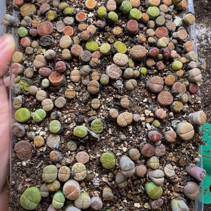 多肉植物和植物等植物209
