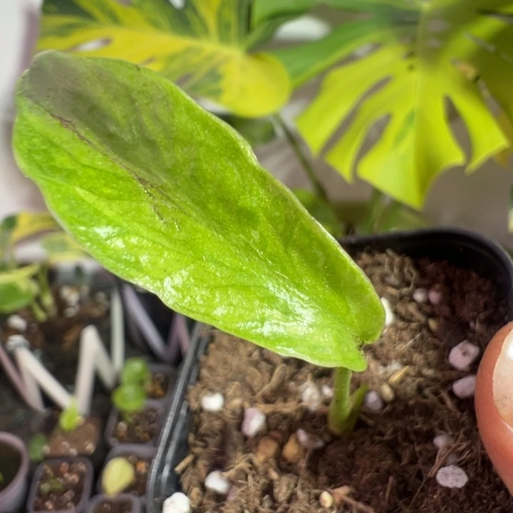 斑****完全开放龟背竹种苗