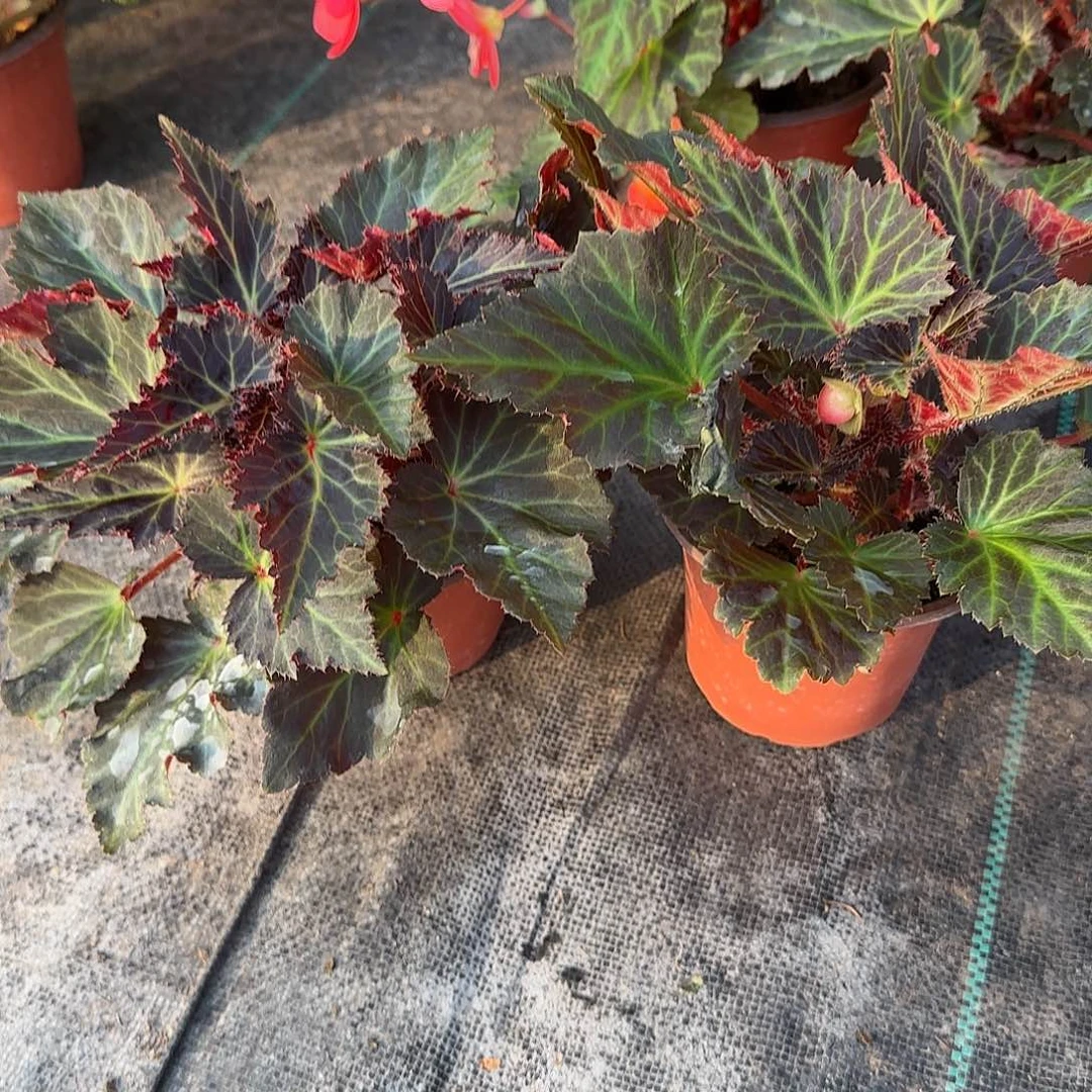 130盲盒景观2颗 球根