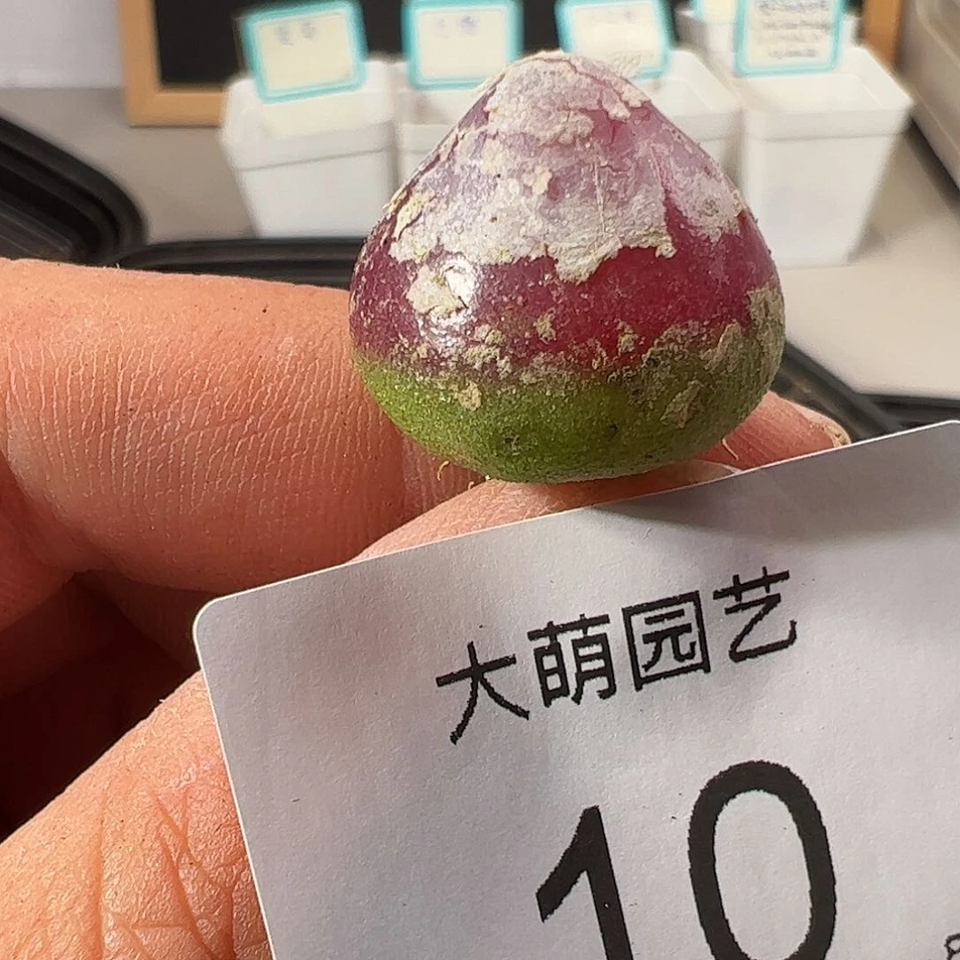 000010 一物一拍……