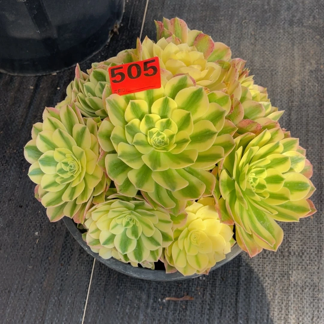 505多肉法师辛妮娅