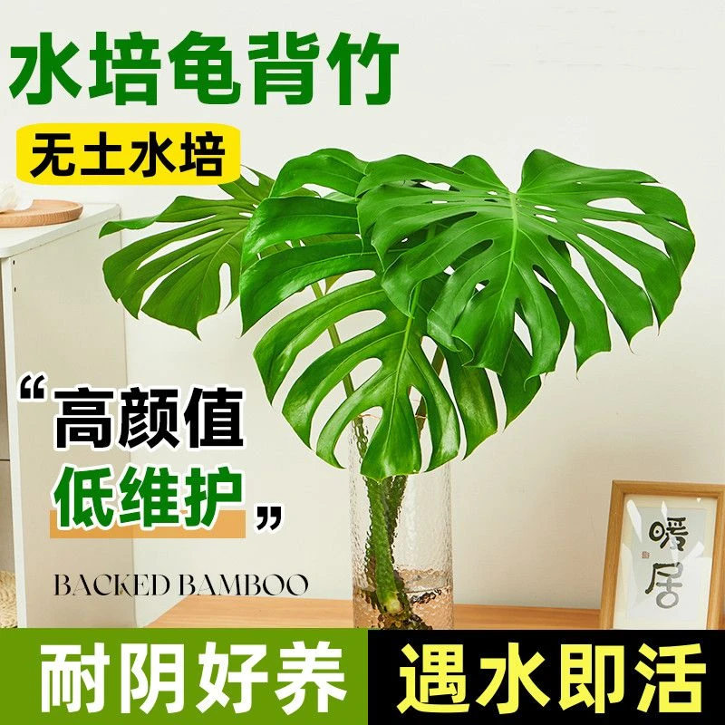 龟背竹水培绿植适合室内摆放可净化空气好养的大叶盆栽