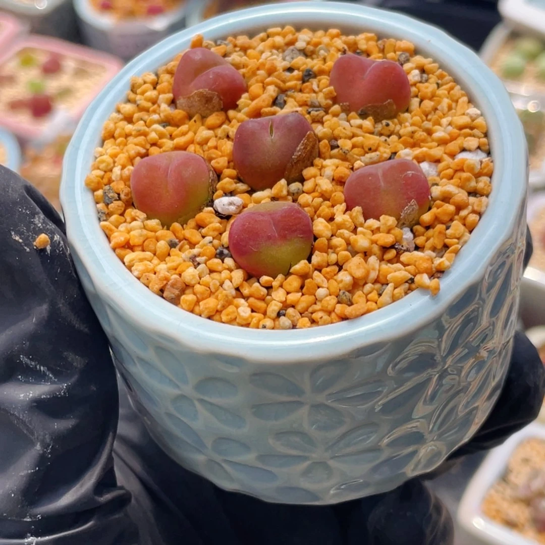 无花朵、***?8632--一物一拍 带盆1430.5 水蜜