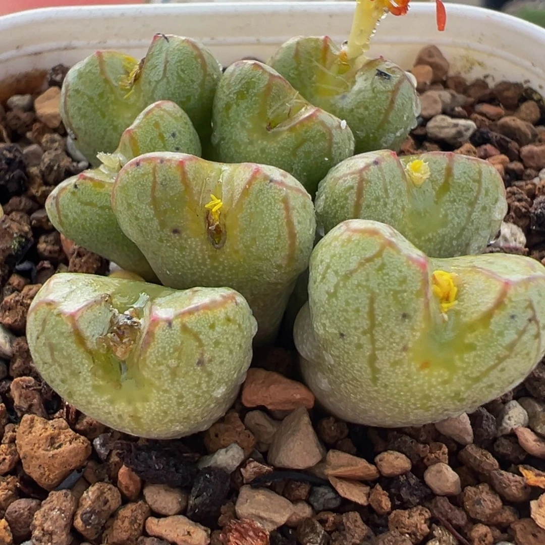 送奶工杂交多肉植物百科8头