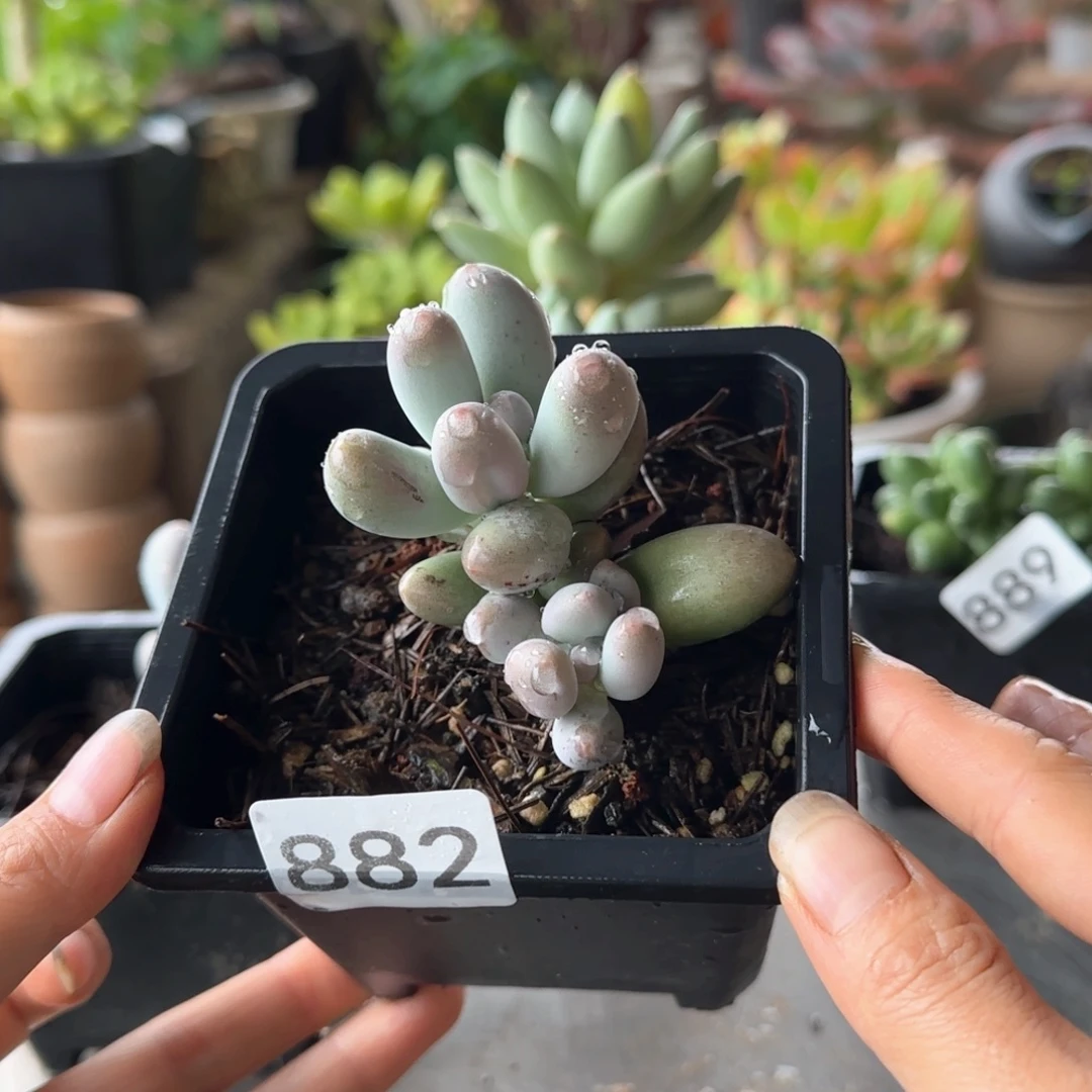 882号 一物一拍 一物一拍