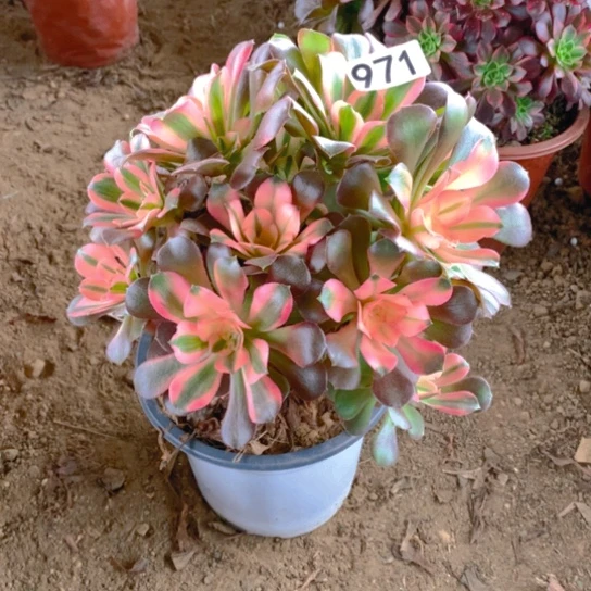 无花朵971多肉植物香妃有砍