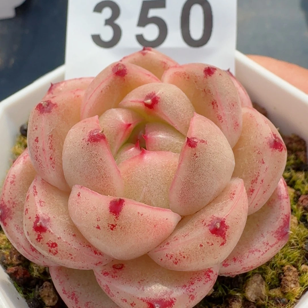 m100 精品多肉