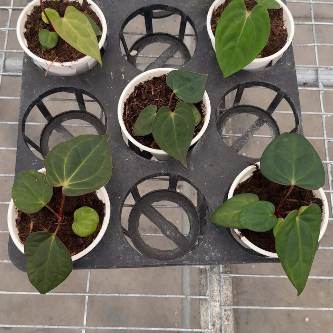 不开花植物黑凤凰F2