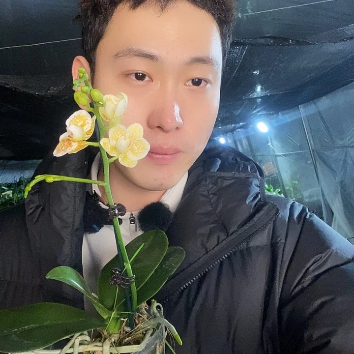 无花朵雅风黄金豹