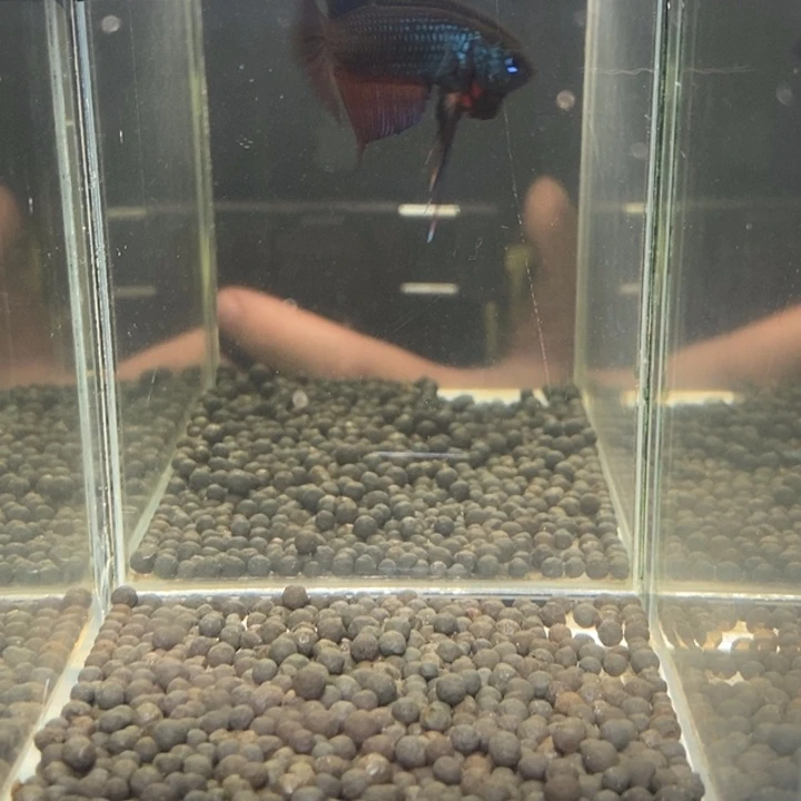 斗鱼泰国斗鱼490号