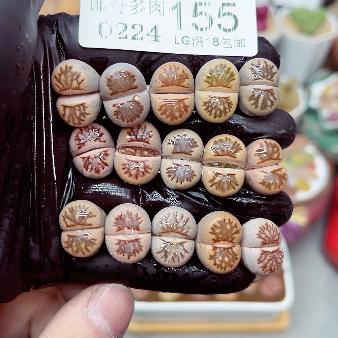 郎哥多肉生石花24-155